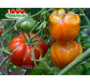 Томат ДЖАЗ ВОСХОД Sunrise Jazz