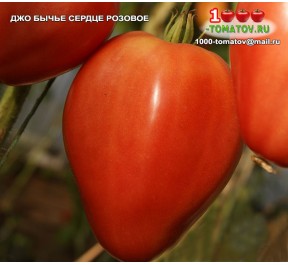 Томат ДЖО БЫЧЬЕ СЕРДЦЕ РОЗОВОЕ