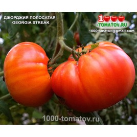 Томат ДЖОРДЖИЯ ПОЛОСАТАЯ  GEORGIA STREAK
