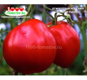 Томат ЕГИПЕТСКАЯ РЕКА НИЛ Nile River Egyptian
