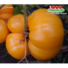 Томат ЭЛЬФЫ ELFI