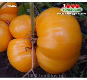 Томат ЭЛЬФЫ ELFI