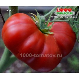 Томат ЭЛЯ 17