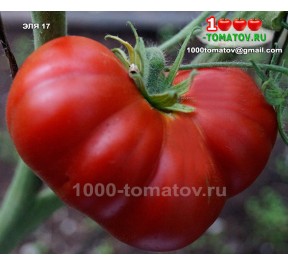 Томат ЭЛЯ 17