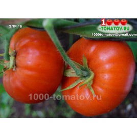 Томат ЭЛЯ 18  Ela 18