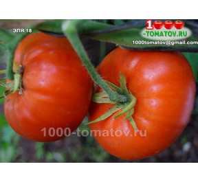 Томат ЭЛЯ 18  Ela 18