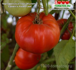 Томат КАРТОФЕЛЬНЫЙ ЛИСТ ЭПШТЕЙНА