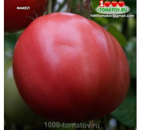 Томат ФАКЕЛ