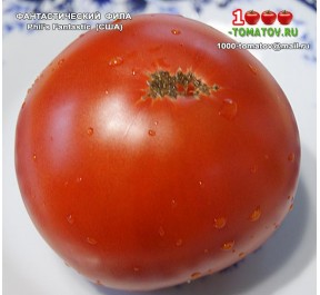 Томат ФАНТАСТИЧЕСКИЙ ФИЛА
