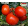 Томат ФАНТАСТИЧЕСКИЙ АЛЯСКИНСКИЙ - Alaskan Fancy Томат ФАНТАСТИЧЕСКИЙ АЛЯСКИНСКИЙ - Alaskan Fancy