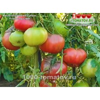 Томат ФИОЛЕТОВЫЙ РУЧЕЙ СОБАКИ