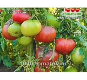 Томат ФИОЛЕТОВЫЙ РУЧЕЙ СОБАКИ Томат ФИОЛЕТОВЫЙ РУЧЕЙ СОБАКИ