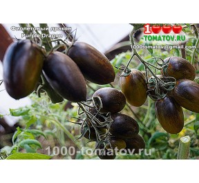 Томат ФИОЛЕТОВЫЙ ДРАКОН