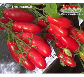 Томат ФЛЯШЕНТОМАТЕН