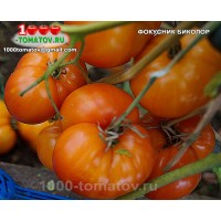 Томат ФОКУСНИК БИКОЛОР 