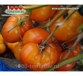 Томат ФОКУСНИК БИКОЛОР 