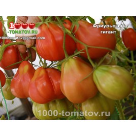 Томат ФРИУЛЬСКИЙ ГИГАНТ