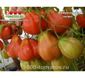Томат ФРИУЛЬСКИЙ ГИГАНТ