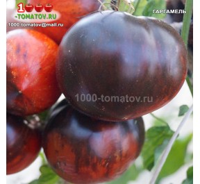 Томат ГАРГАМЕЛЬ