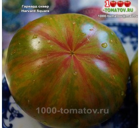 Томат ГАРВАРД СКВЕР