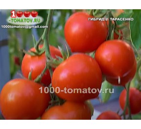Томат ГИБРИД-2 ТАРАСЕНКО