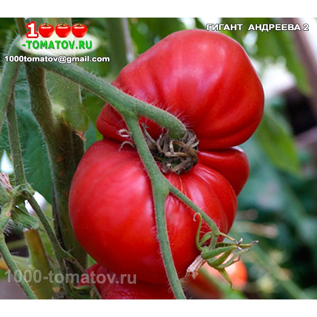 Томат ГИГАНТ АНДРЕЕВА 2 Томат ГИГАНТ АНДРЕЕВА 2