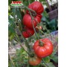 Томат ГИГАНТ АНДРЕЕВА 2 Томат ГИГАНТ АНДРЕЕВА 2