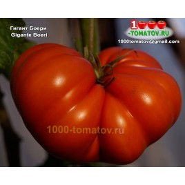 Томат ГИГАНТ БОЕРИ Gigante Boeri 