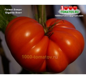 Томат ГИГАНТ БОЕРИ Gigante Boeri 