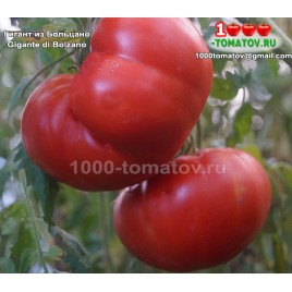 Томат ГИГАНТ ИЗ БОЛЬЦАНО