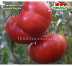 Томат ГИГАНТ ИЗ БОЛЬЦАНО