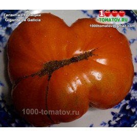 Томат ГИГАНТ ИЗ ГОЛИЦИИ  Gigante de Galicia