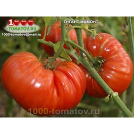 Томат ГИГАНТ МАМОНТ