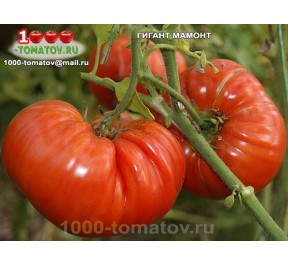 Томат ГИГАНТ МАМОНТ