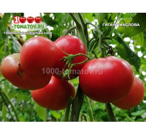 Томат ГИГАНТ МАСЛОВА