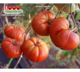 Томат ГИГАНТ НАПЫ