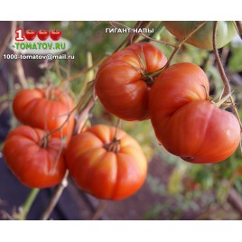 Томат ГИГАНТ НАПЫ