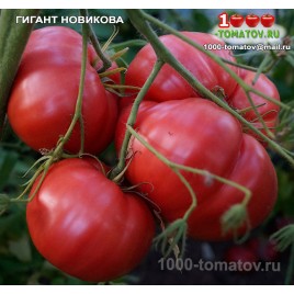 Томат ГИГАНТ НОВИКОВА