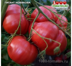 Томат ГИГАНТ НОВИКОВА