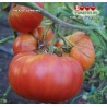 Томат ГИГАНТ СЕМЕНКО Томат ГИГАНТ СЕМЕНКО
