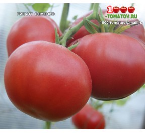 Томат ГИГАНТ СЕМЕНКО Томат ГИГАНТ СЕМЕНКО