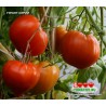 Томат ГИГАНТ СИРИИ Giant Syrian  Томат ГИГАНТ СИРИИ Giant Syrian