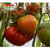 Томат ГИГАНТ СИРИИ Giant Syrian  Томат ГИГАНТ СИРИИ Giant Syrian