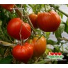Томат ГИГАНТ СИРИИ Giant Syrian  Томат ГИГАНТ СИРИИ Giant Syrian
