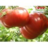 Томат ГИГАНТ СУХАНОВА