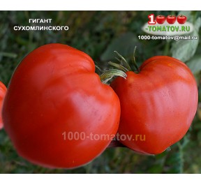 Томат ГИГАНТ СУХОМЛИНСКОГО