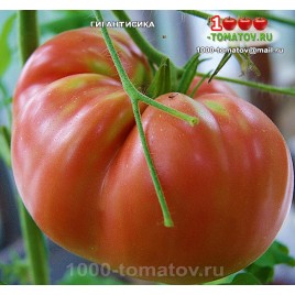 Томат ГИГАНТИСИКА