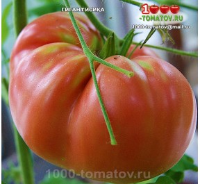 Томат ГИГАНТИСИКА