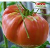Томат ГИГАНСИТИКА