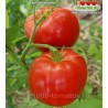 Томат ГИГАНСИТИКА